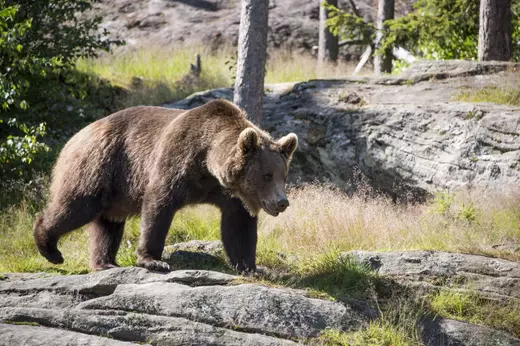 Cycling Bear watching Tour in High Tatras from Podbanské