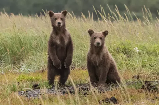 Hiking Bear watching Tour in High Tatras from Podbanské
